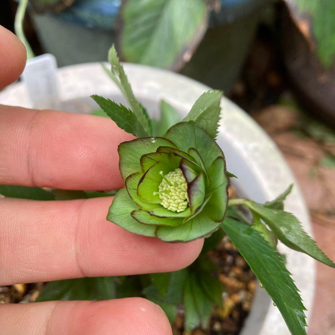 クリスマスローズ　極小輪　緑Wピコティ　株分け前提