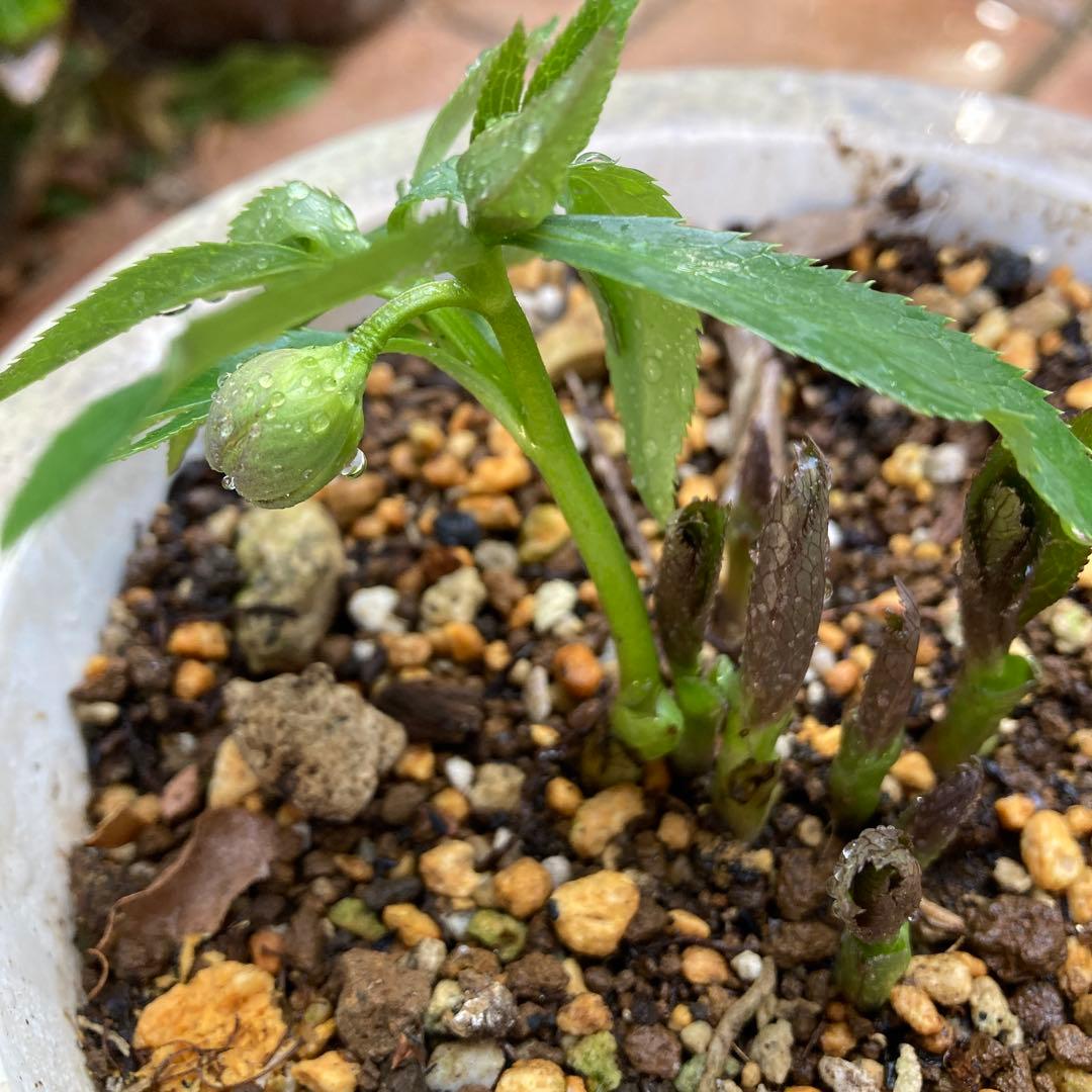 クリスマスローズ　極小輪　緑Wピコティ　株分け前提