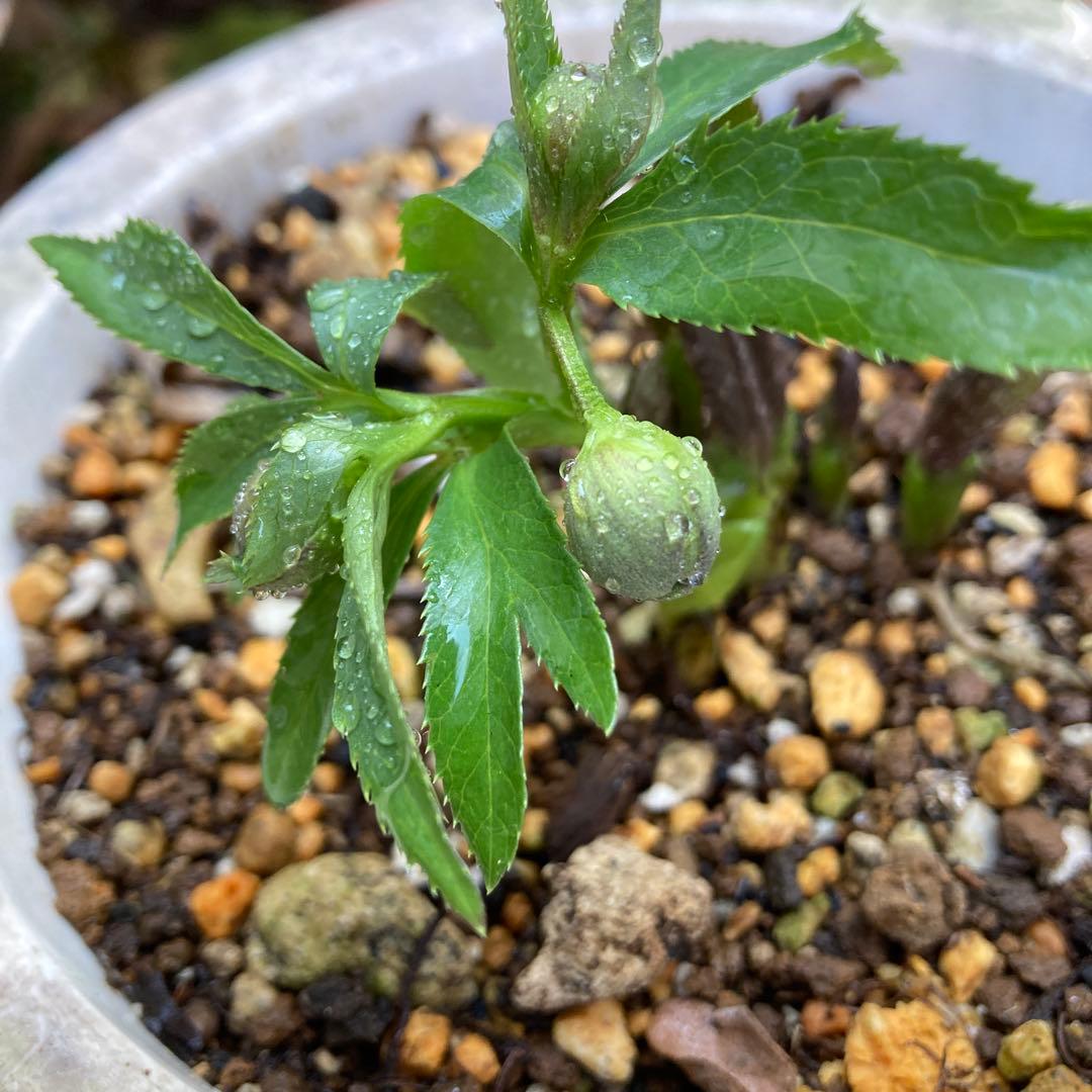 クリスマスローズ　極小輪　緑Wピコティ　株分け前提