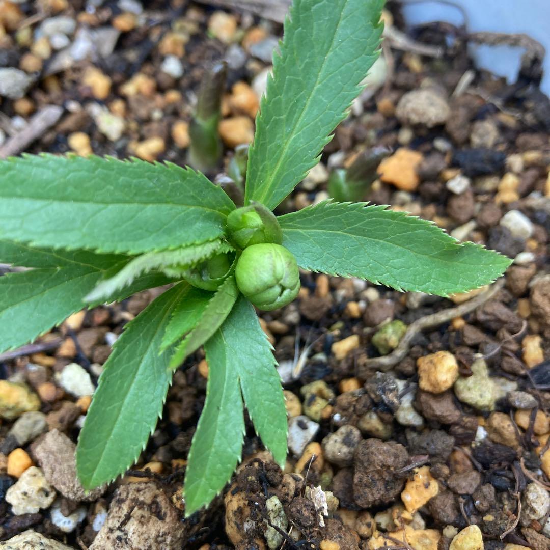 クリスマスローズ　極小輪　緑Wピコティ　株分け前提