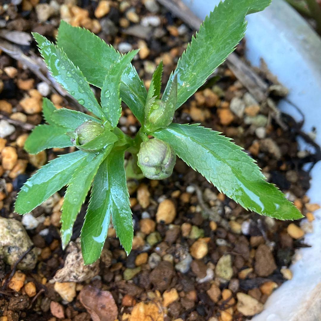 クリスマスローズ　極小輪　緑Wピコティ　株分け前提