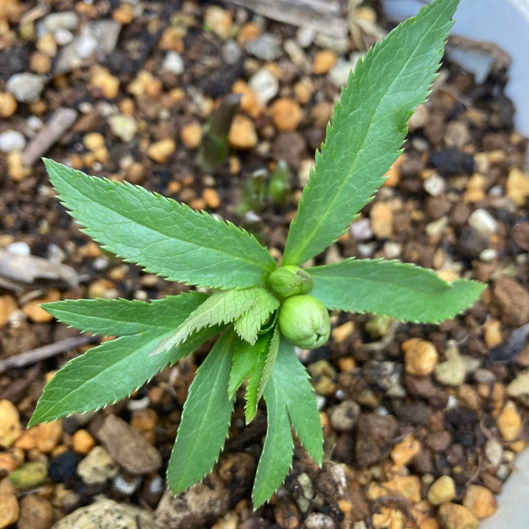 クリスマスローズ　極小輪　緑Wピコティ　株分け前提