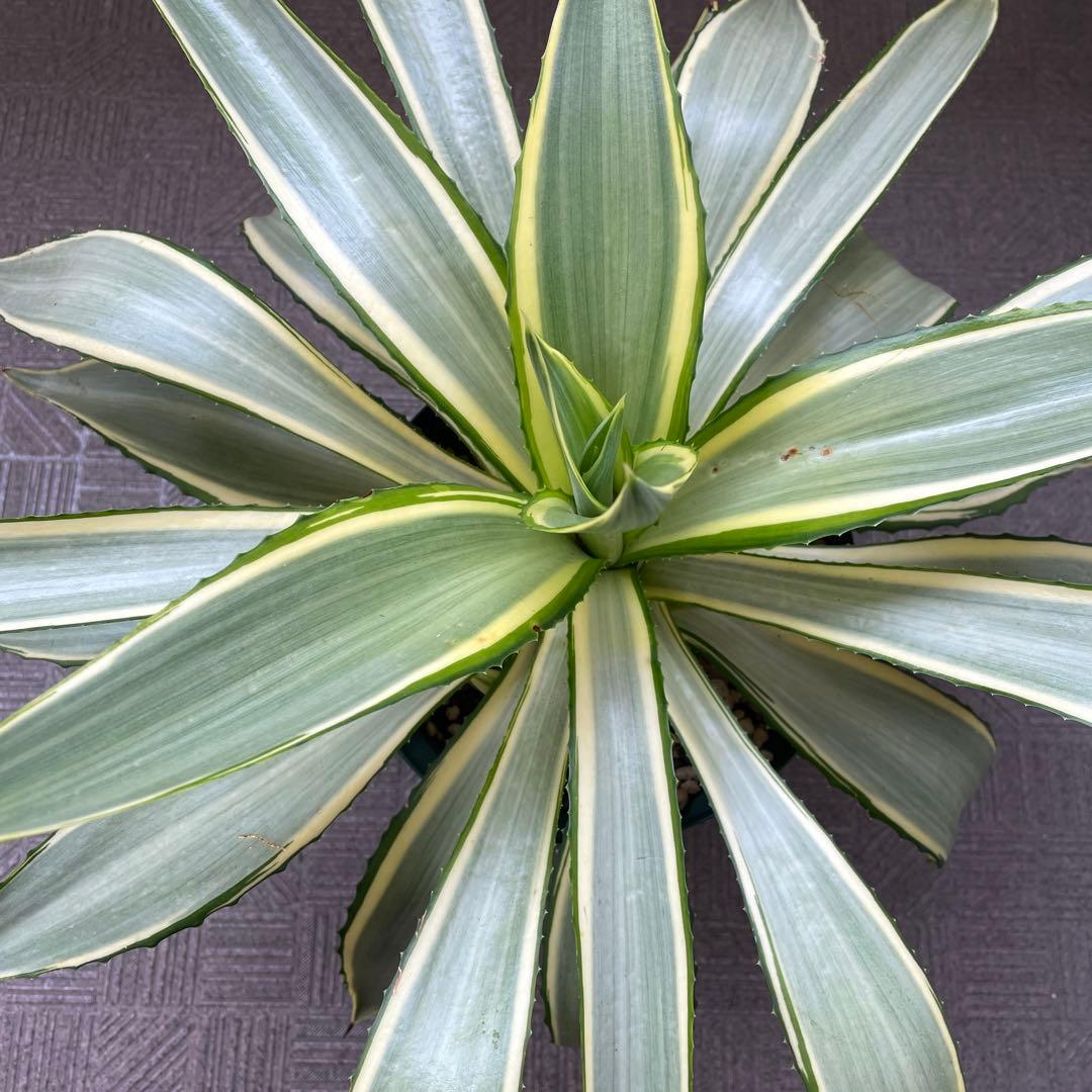 アガベ・デスメティアーナ 