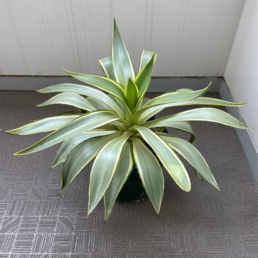 アガベ・デスメティアーナ 