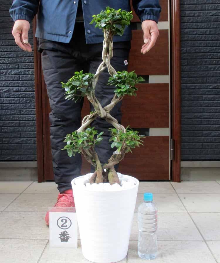 【現品】ガジュマル　超曲がり　八の字　昇り龍の様な仕立て　多幸の木　8号　Ⅱ