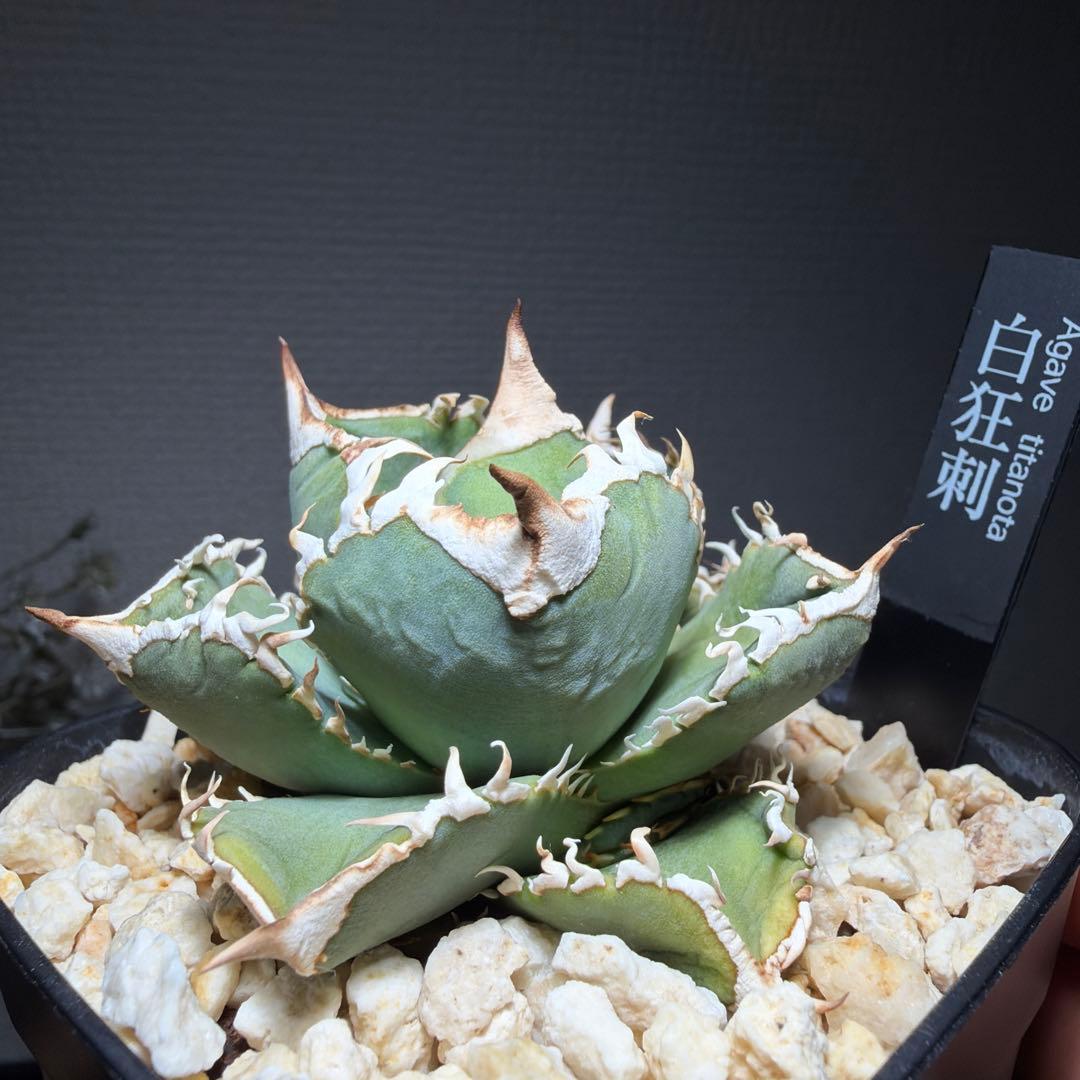 2/5更新　アガベチタノタ　LIZE 白狂刺　カキコ　ivory wa ホオジロ