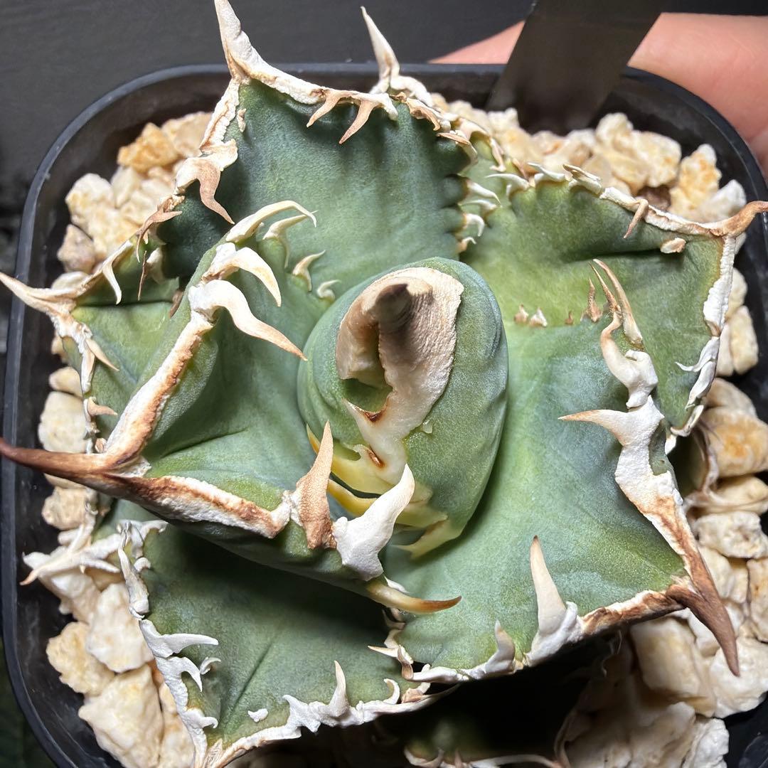 2/5更新　アガベチタノタ　LIZE 白狂刺　カキコ　ivory wa ホオジロ