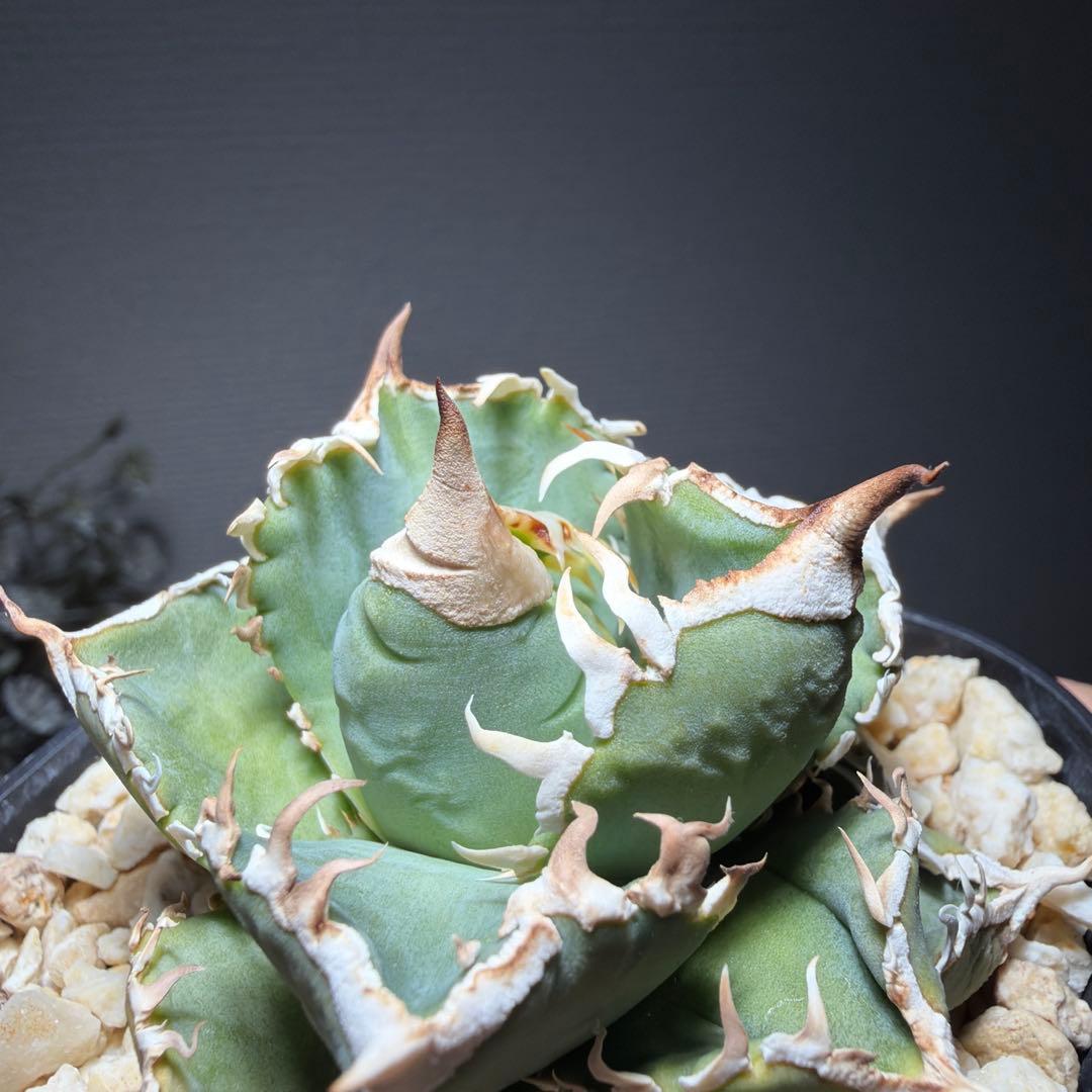 2/5更新　アガベチタノタ　LIZE 白狂刺　カキコ　ivory wa ホオジロ