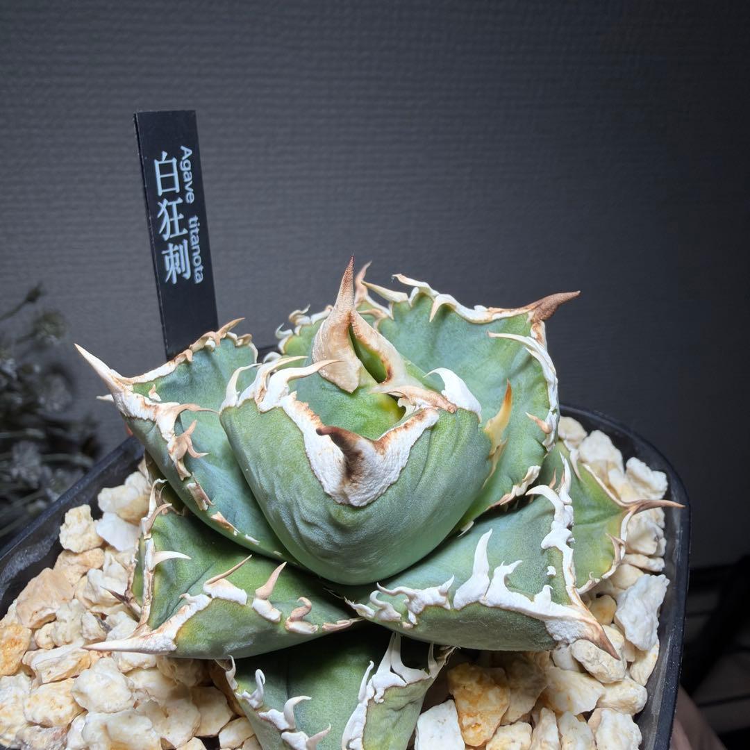 2/5更新　アガベチタノタ　LIZE 白狂刺　カキコ　ivory wa ホオジロ