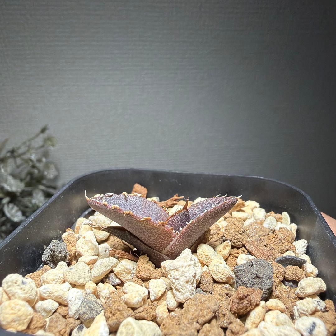 2/5更新　アガベチタノタ　LIZE 白狂刺　カキコ　ivory wa ホオジロ