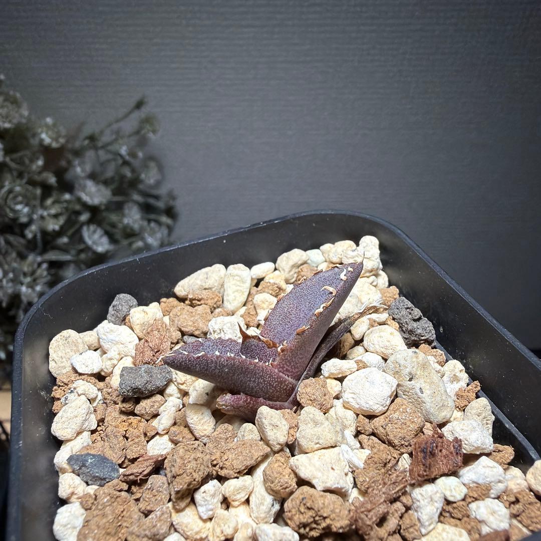 2/5更新　アガベチタノタ　LIZE 白狂刺　カキコ　ivory wa ホオジロ