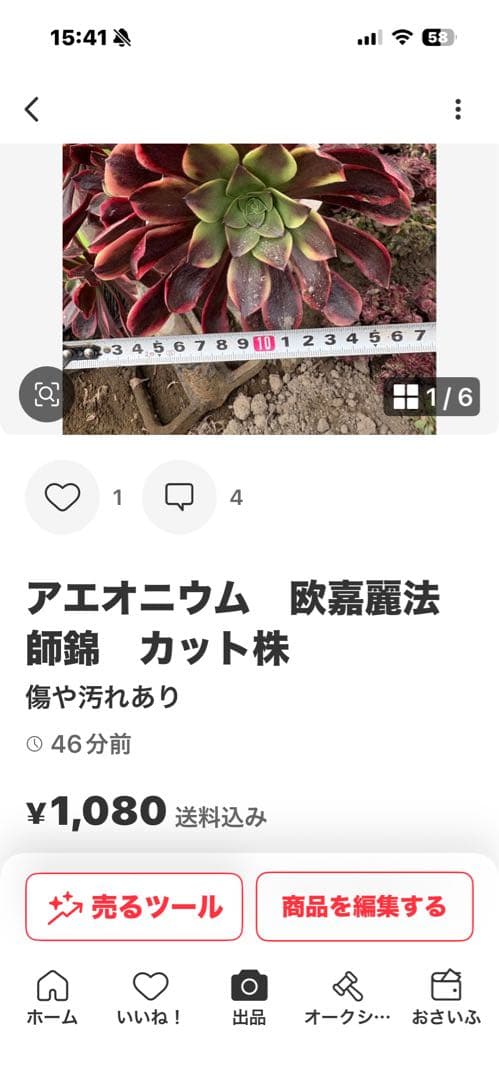 アエオニウム　yu-Ko jukito