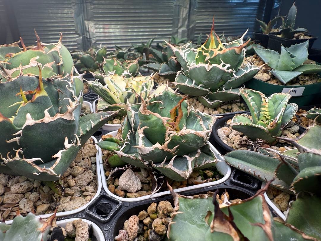 -育成株-清櫻 Seoセオ　アガベ　オテロイ　チタノタ