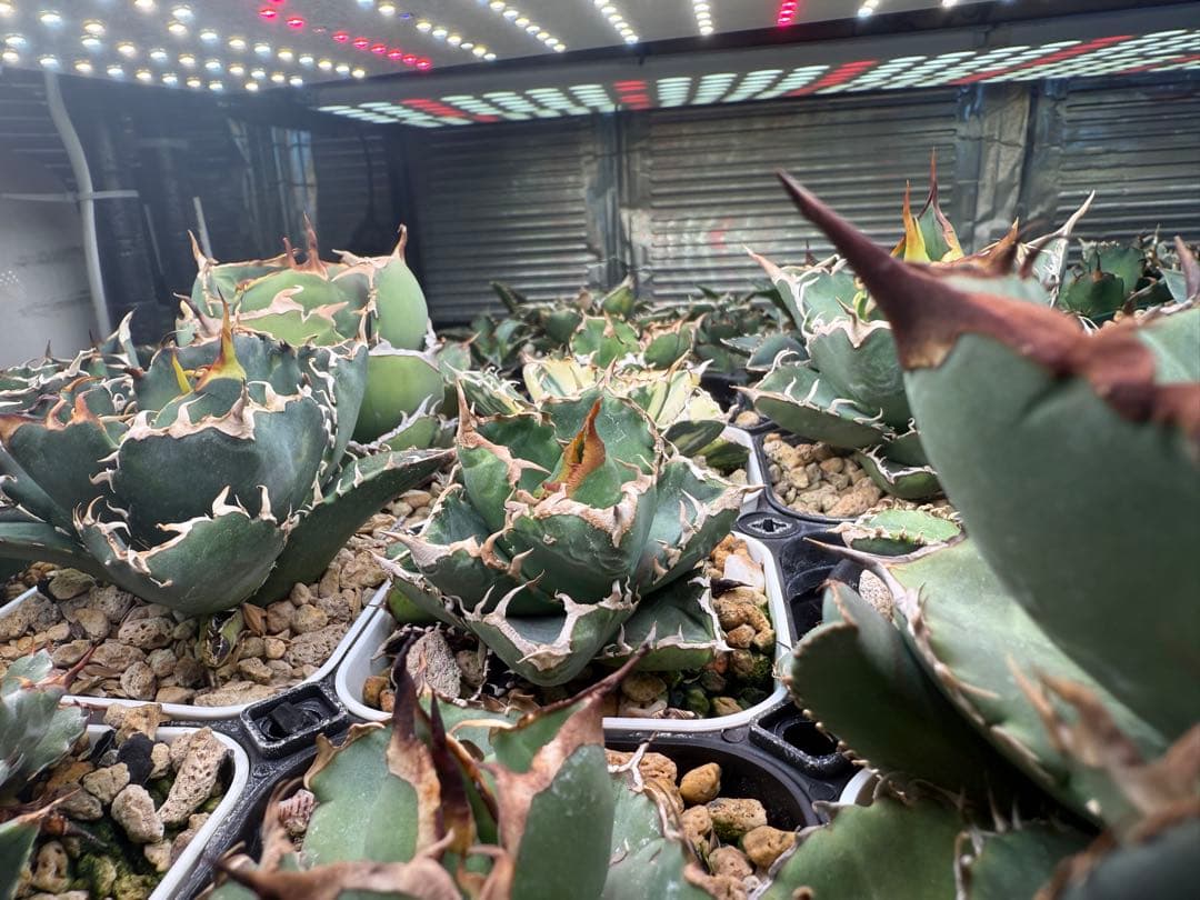 -育成株-清櫻 Seoセオ　アガベ　オテロイ　チタノタ