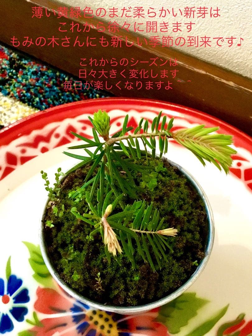 完売　縁起木＊魔除け【今春2年生と3年生になりました！天然＊野生のもみの木さん】