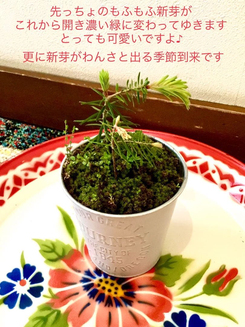 完売　縁起木＊魔除け【今春2年生と3年生になりました！天然＊野生のもみの木さん】