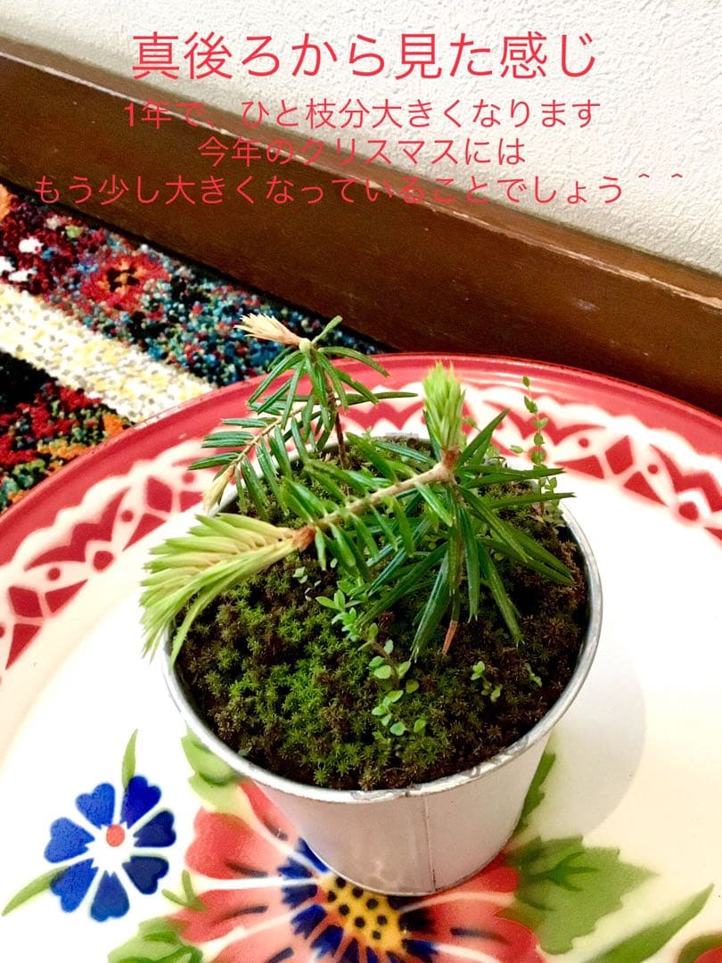 完売　縁起木＊魔除け【今春2年生と3年生になりました！天然＊野生のもみの木さん】