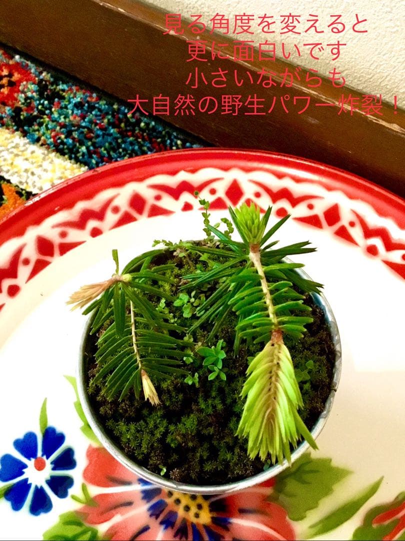 完売　縁起木＊魔除け【今春2年生と3年生になりました！天然＊野生のもみの木さん】