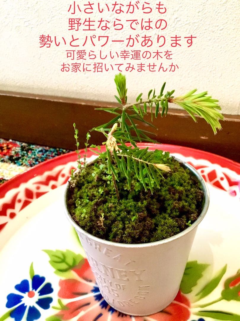 完売　縁起木＊魔除け【今春2年生と3年生になりました！天然＊野生のもみの木さん】