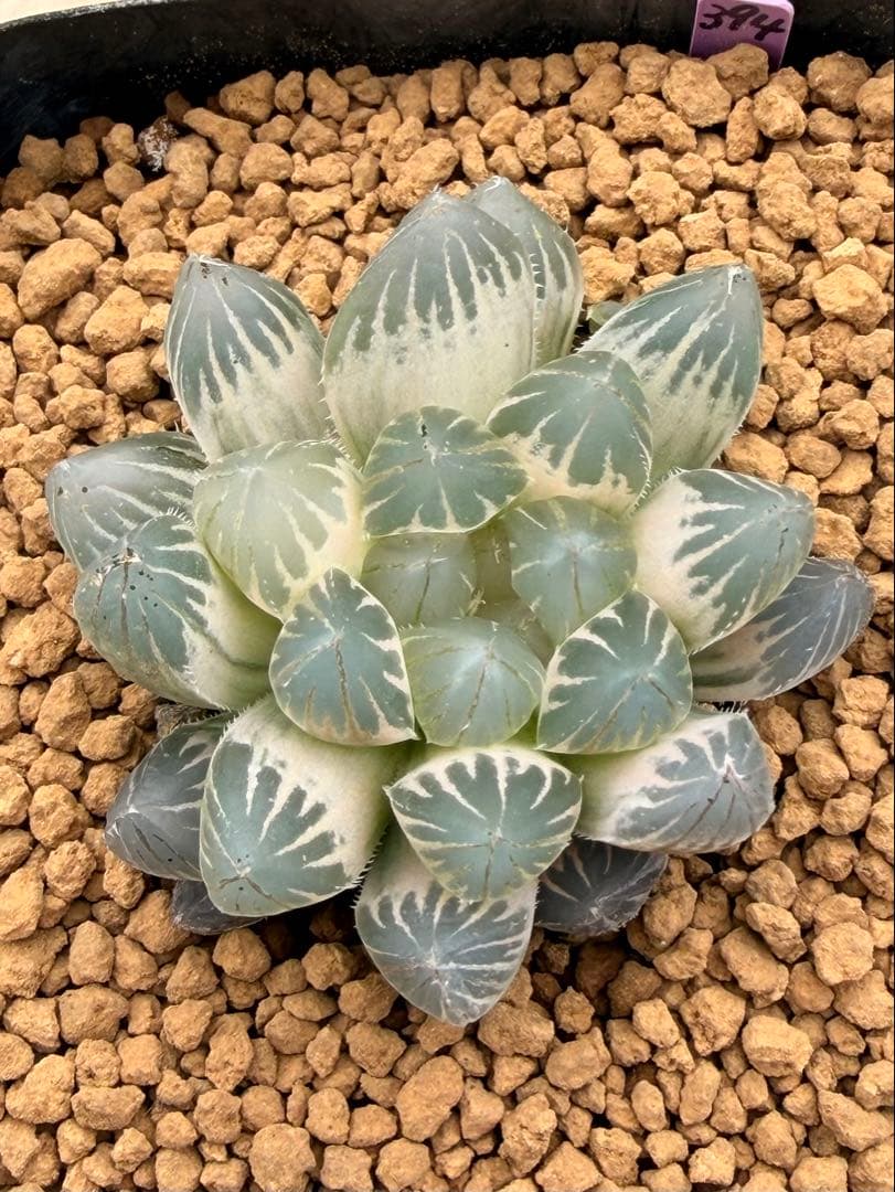 ハオルチア ブラックオブツーサ錦 糊斑 - メルカリ