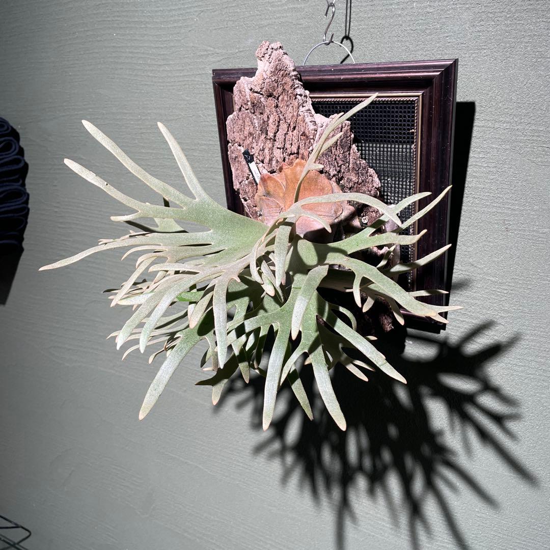 P.willinckii Jade Girl spore 美株