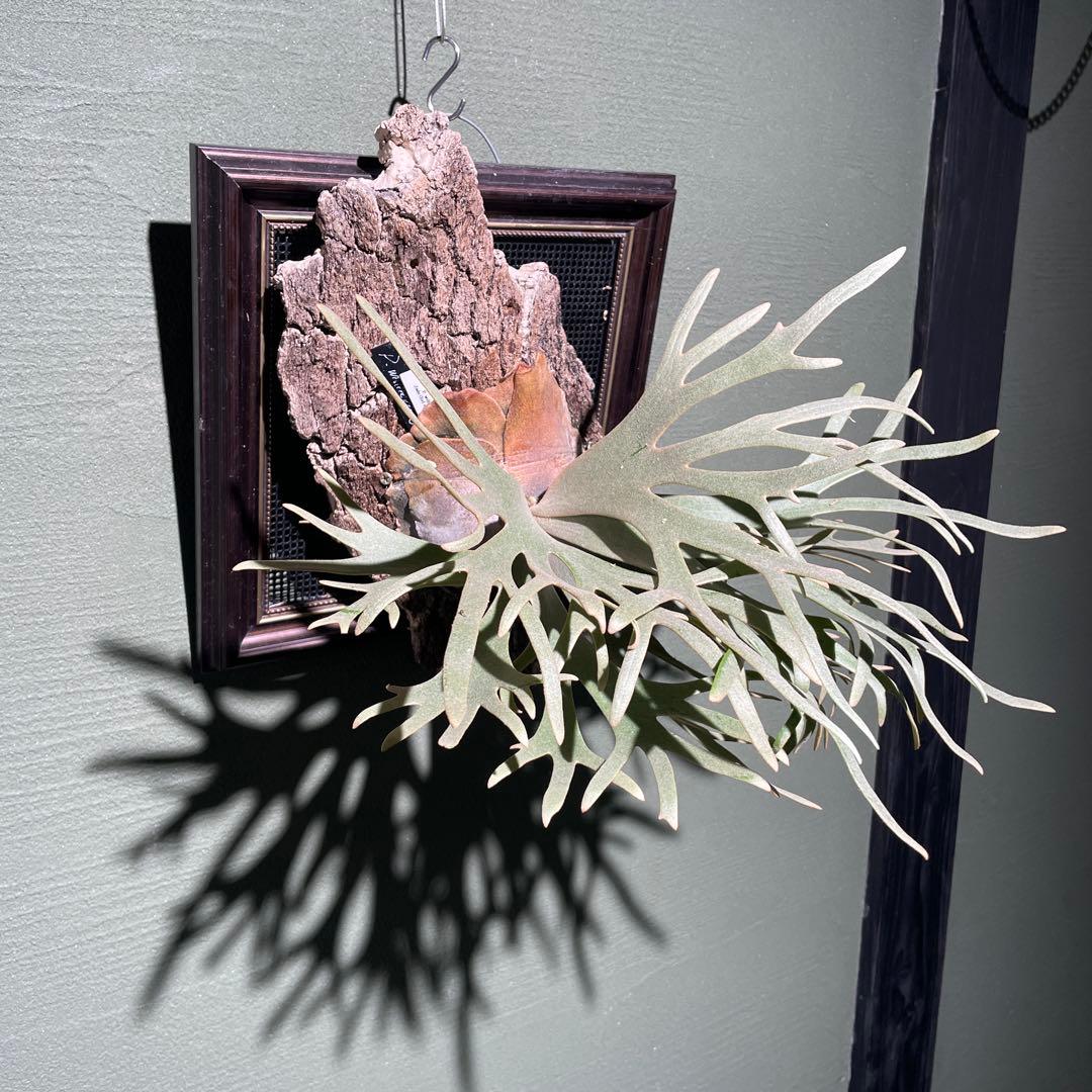 P.willinckii Jade Girl spore 美株