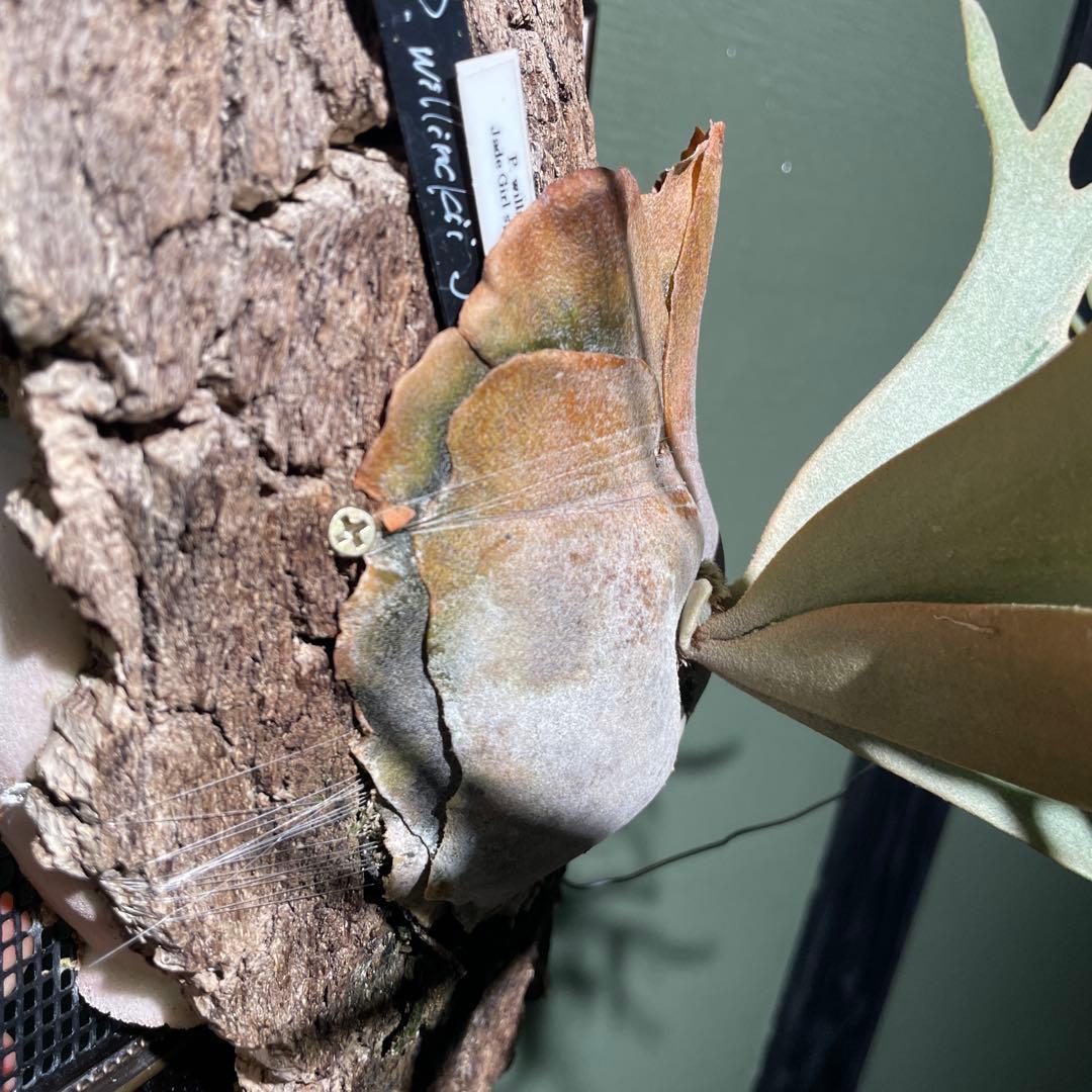 P.willinckii Jade Girl spore 美株