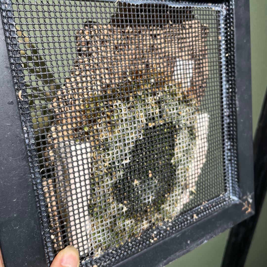 P.willinckii Jade Girl spore 美株