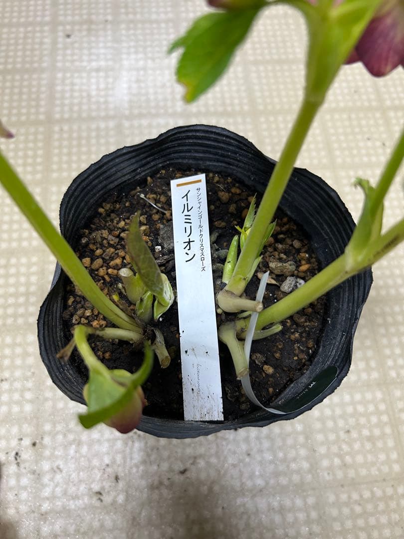 イルミリオン 加藤農園クリスマスローズ同梱可能