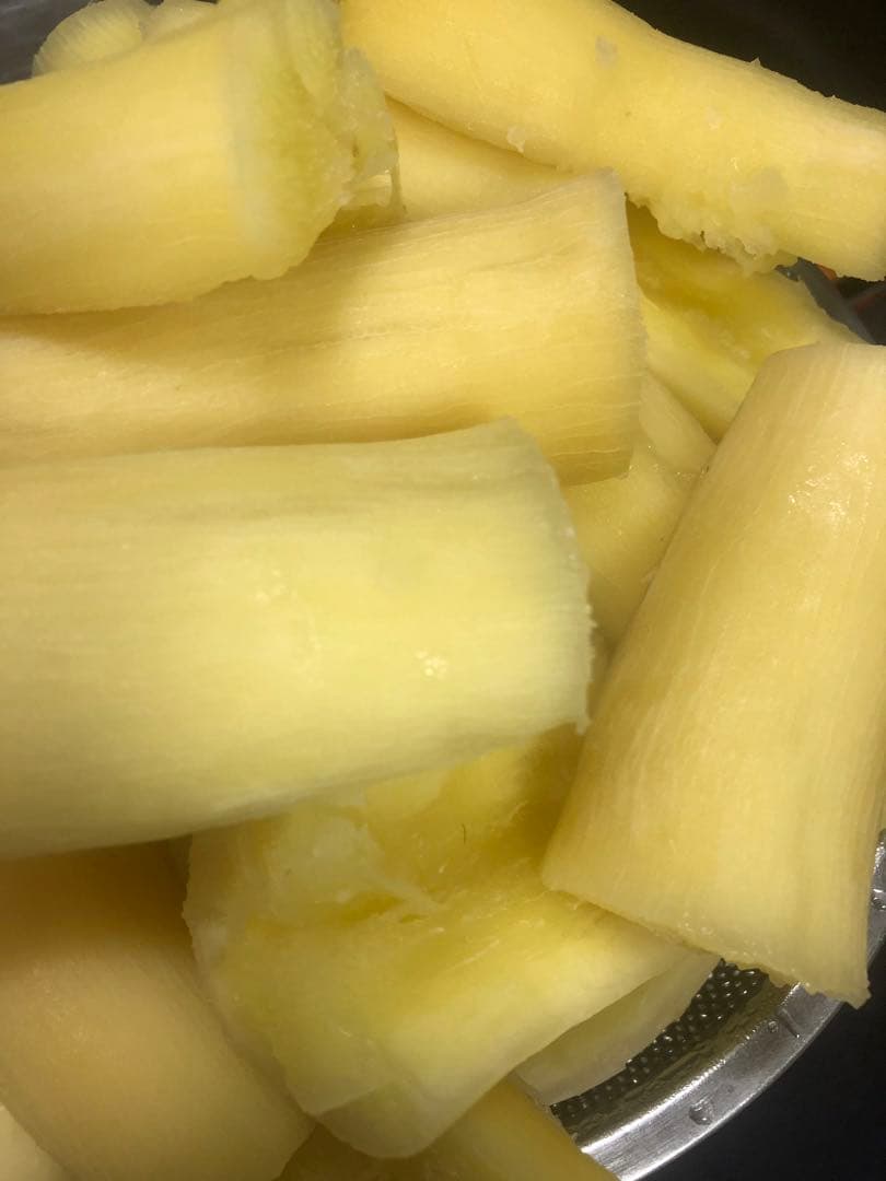 キャッサバ挿し木(埋め木)用苗200本