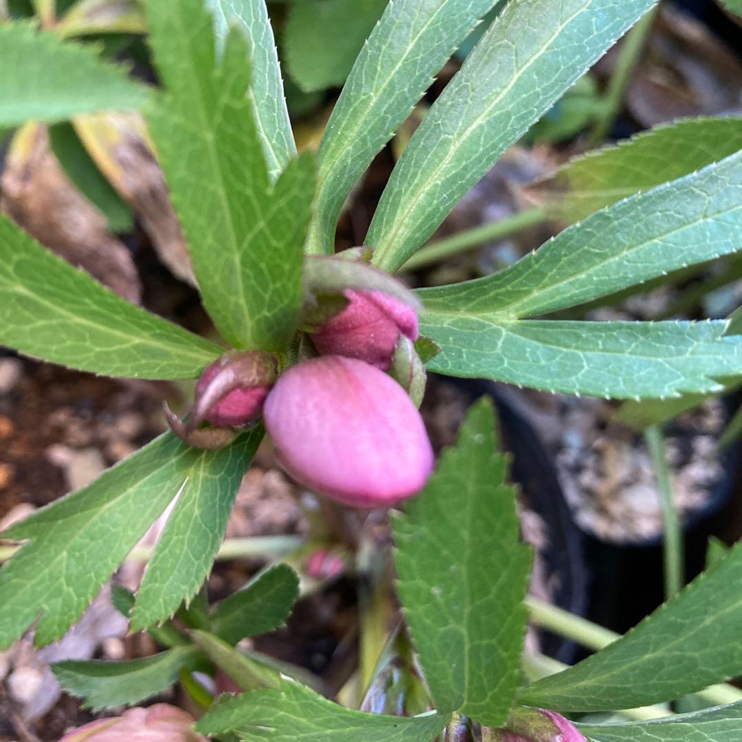 クリスマスローズ　ピンク小輪多花　株分け前提