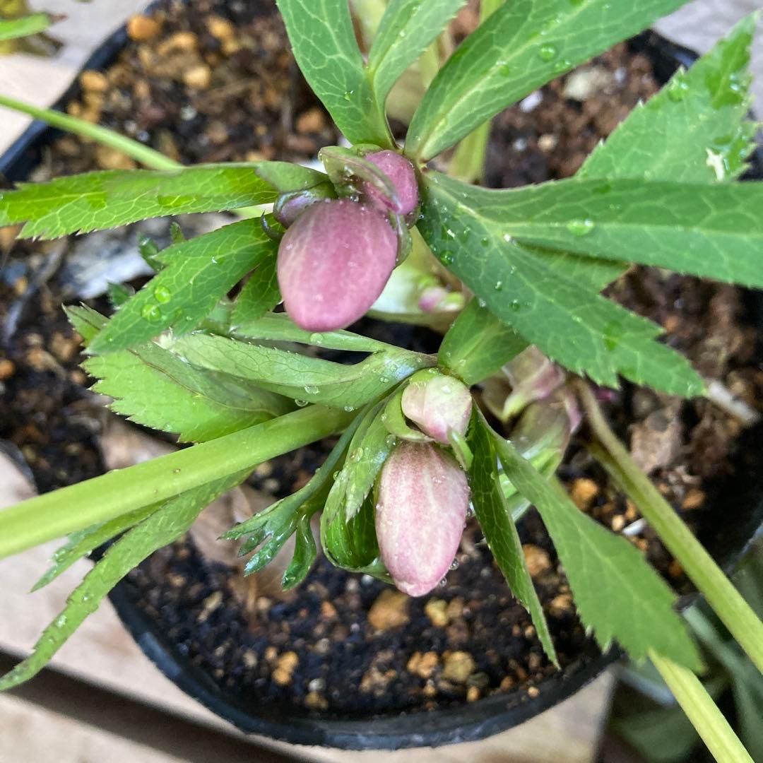 クリスマスローズ　ピンク小輪多花　株分け前提