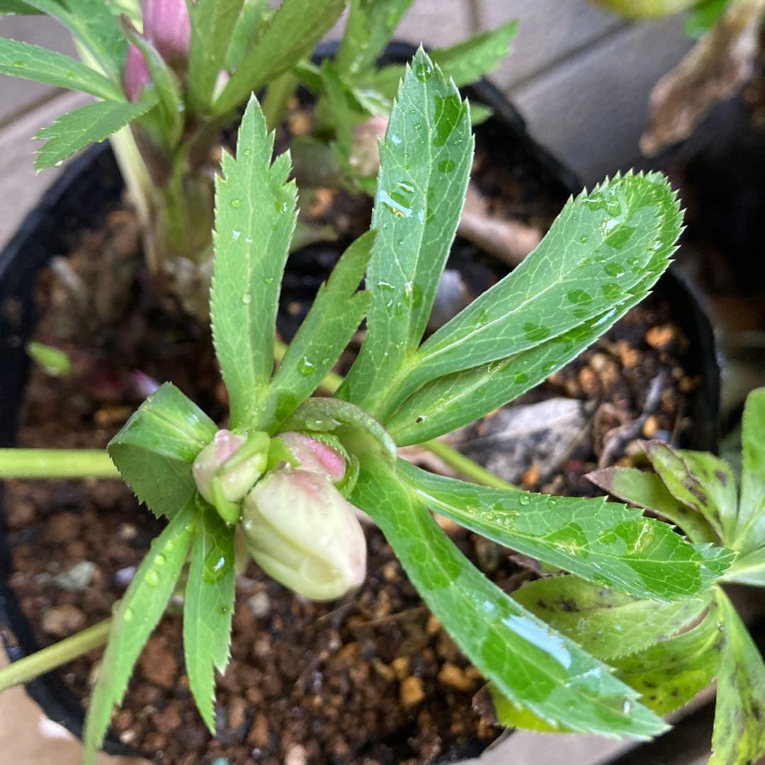 クリスマスローズ　ピンク小輪多花　株分け前提