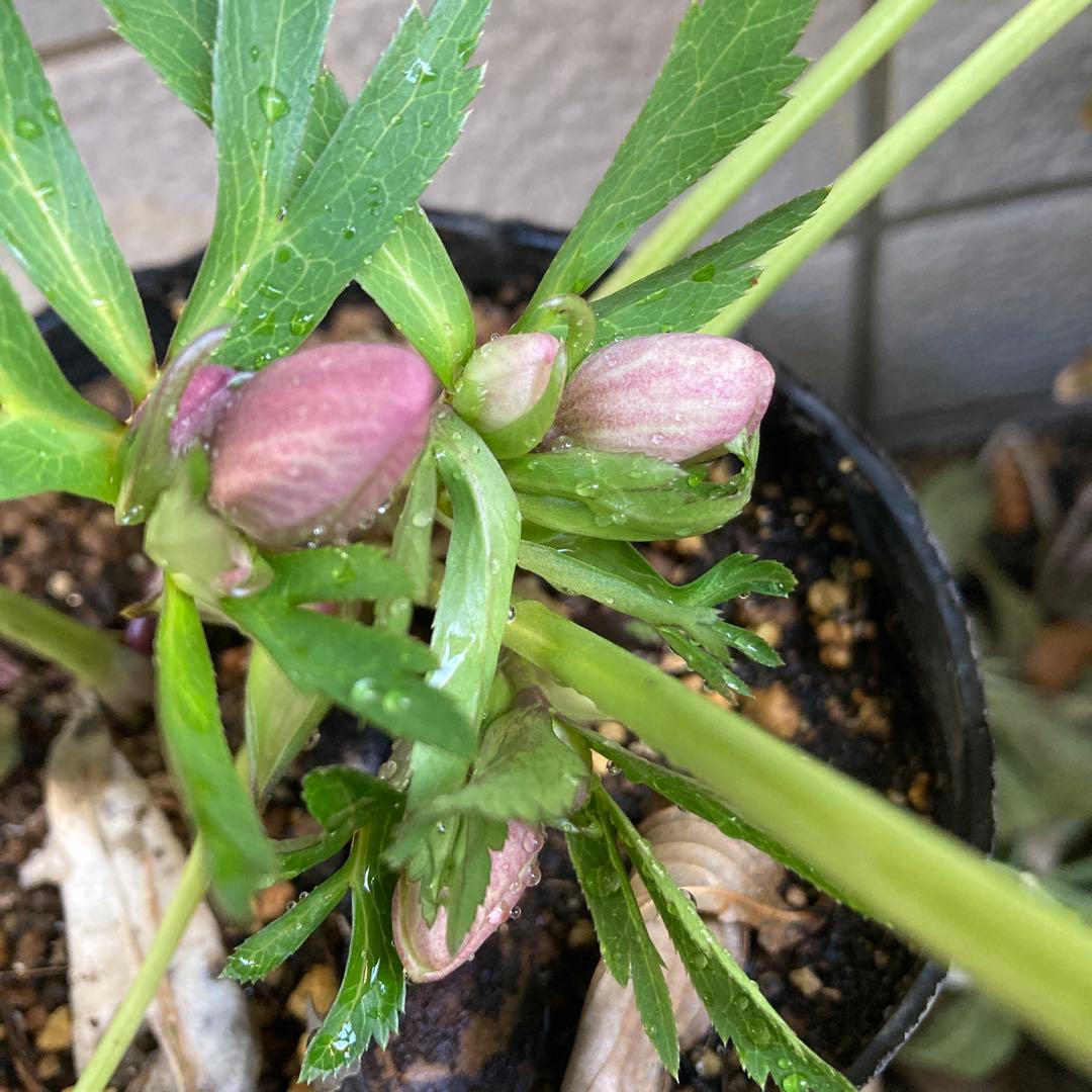 クリスマスローズ　ピンク小輪多花　株分け前提