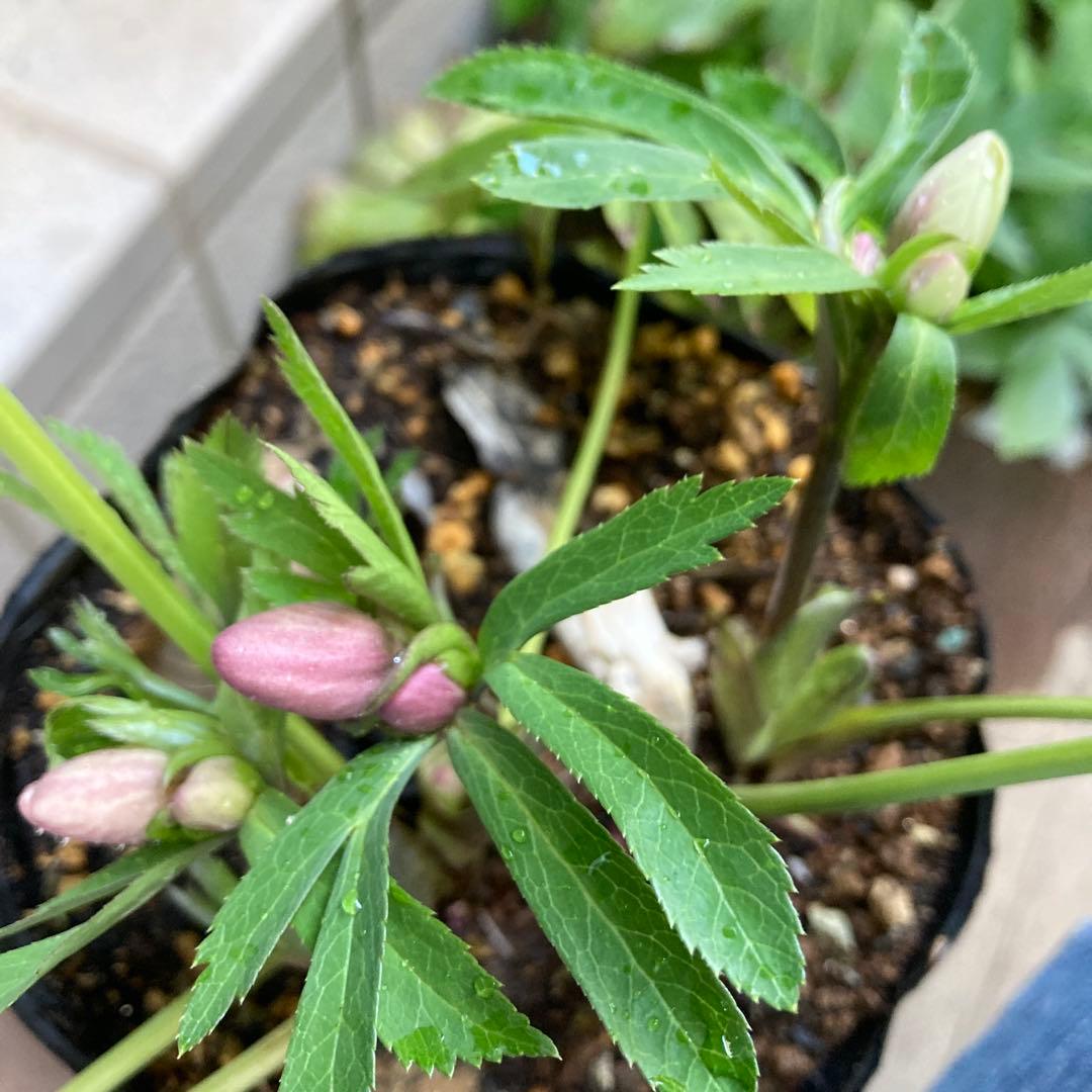 クリスマスローズ　ピンク小輪多花　株分け前提