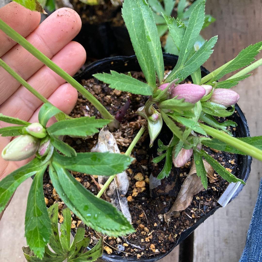 クリスマスローズ　ピンク小輪多花　株分け前提