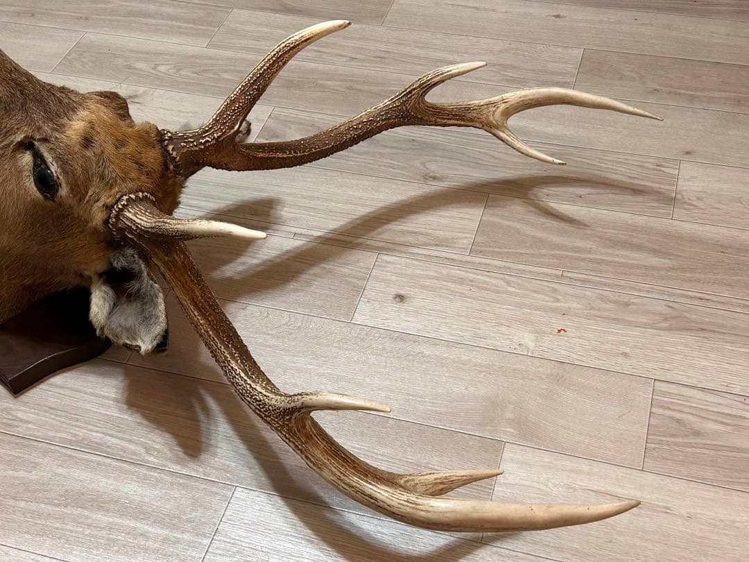 ハンティングトロフィー 壁飾り 蝦夷鹿の剥製 - メルカリ