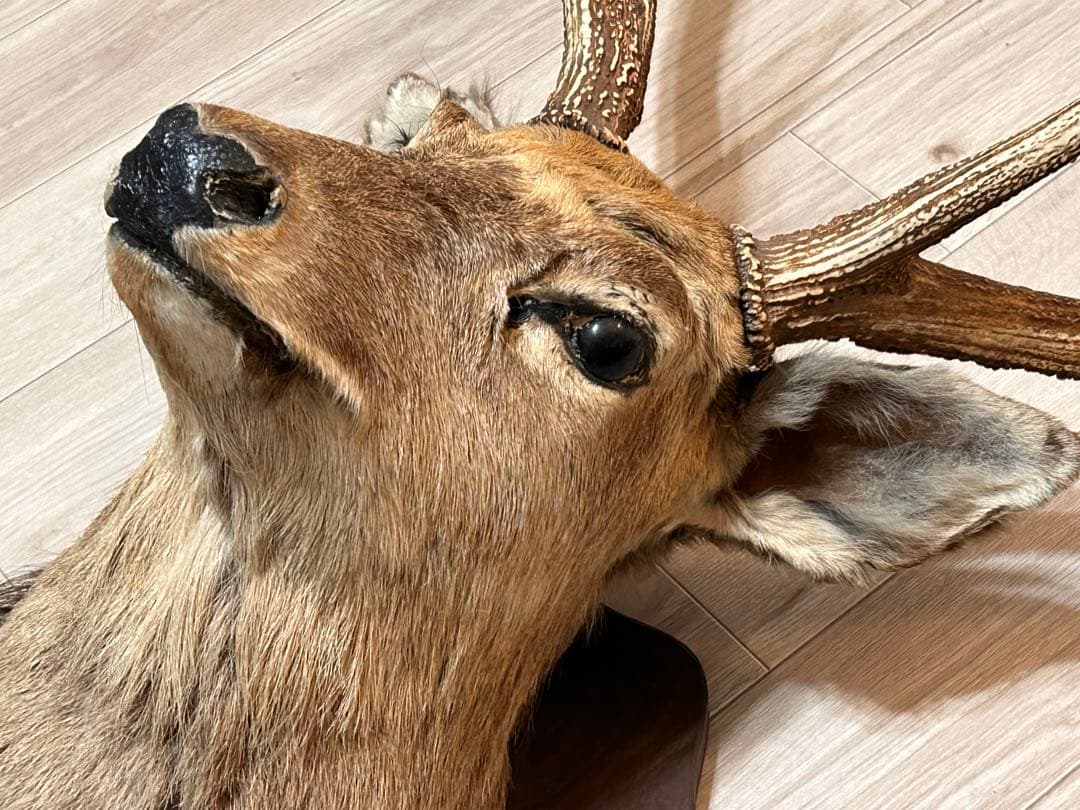 ハンティングトロフィー 壁飾り 蝦夷鹿の剥製 - メルカリ