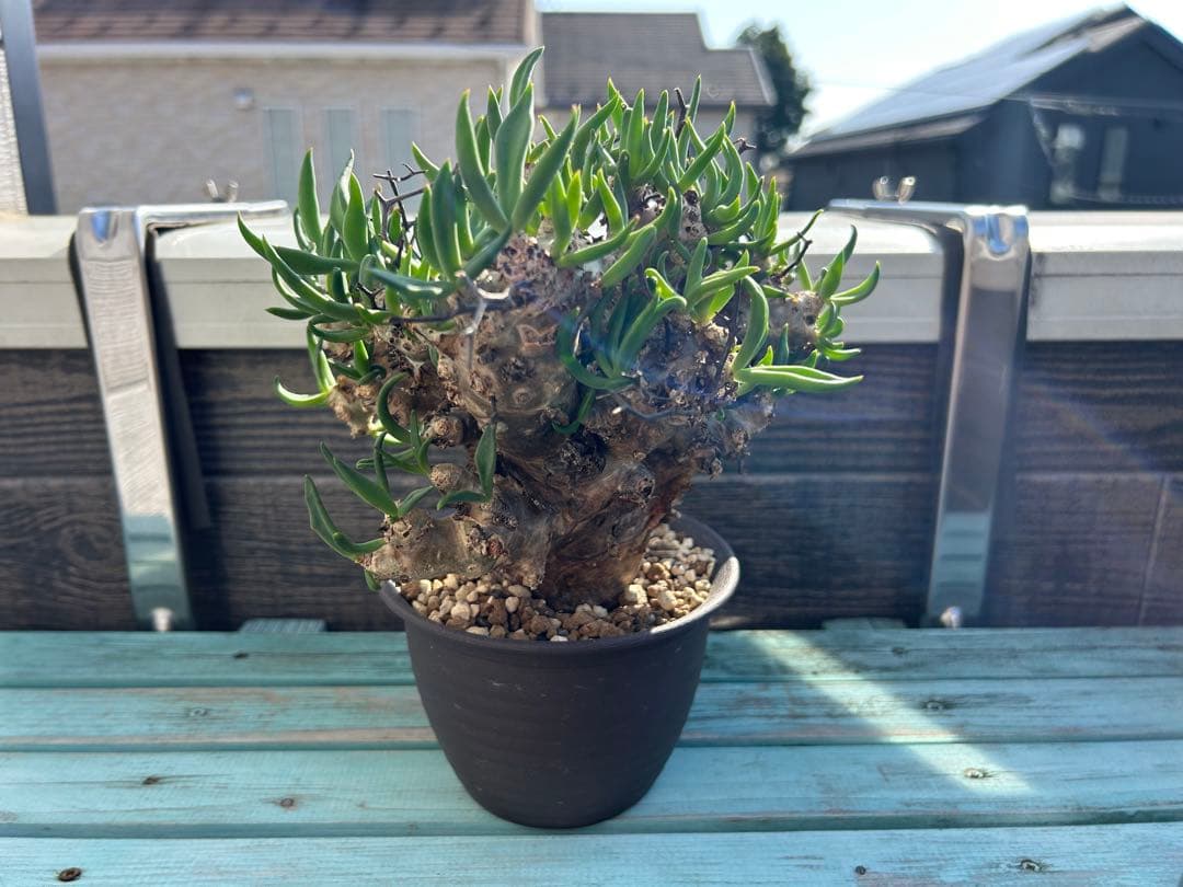 万物想　チレコドン レティキュラーツス