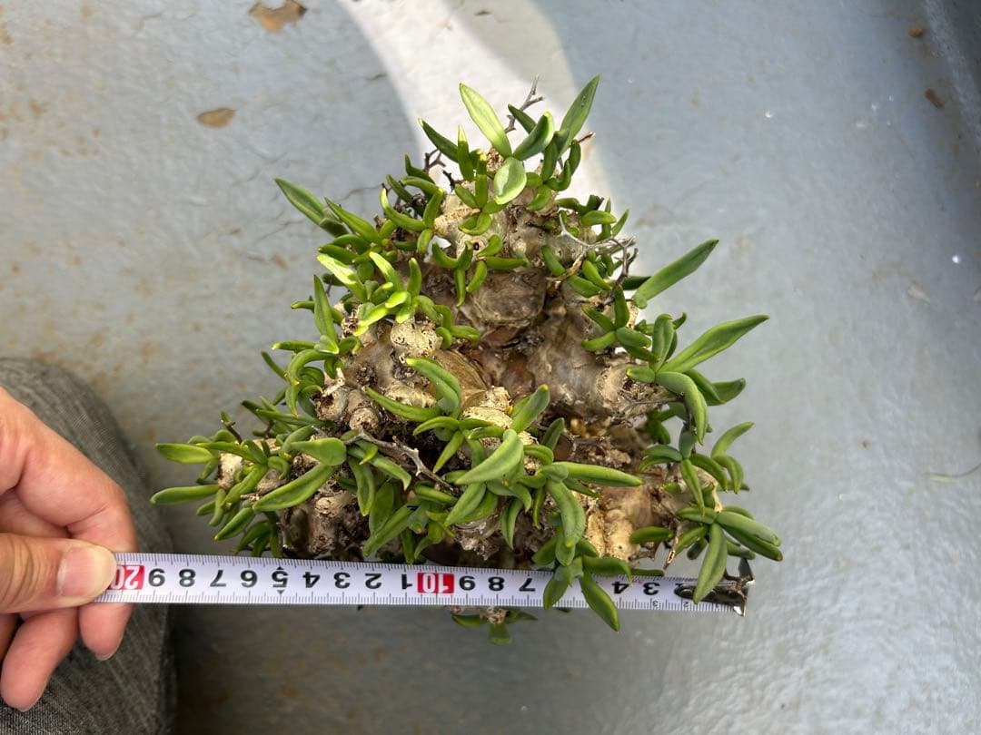 万物想　チレコドン レティキュラーツス