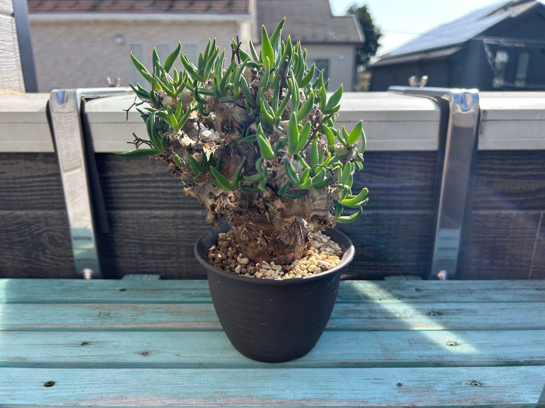 万物想　チレコドン レティキュラーツス