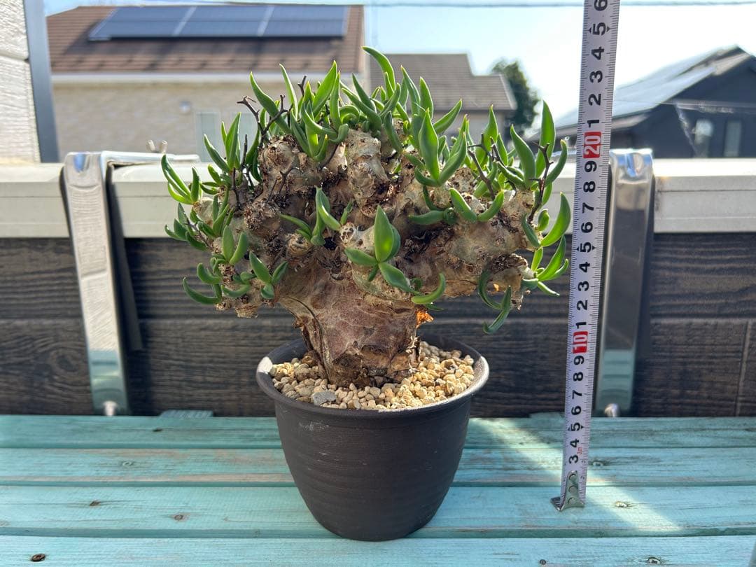 万物想　チレコドン レティキュラーツス