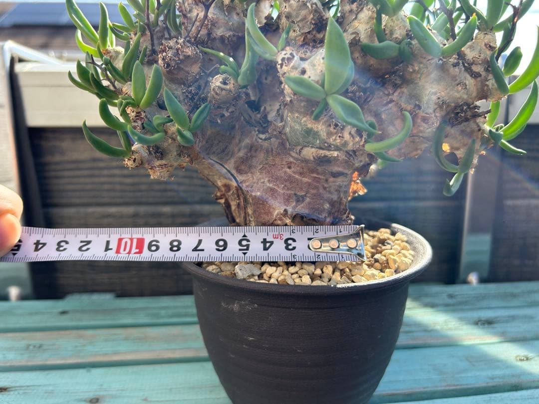 万物想　チレコドン レティキュラーツス