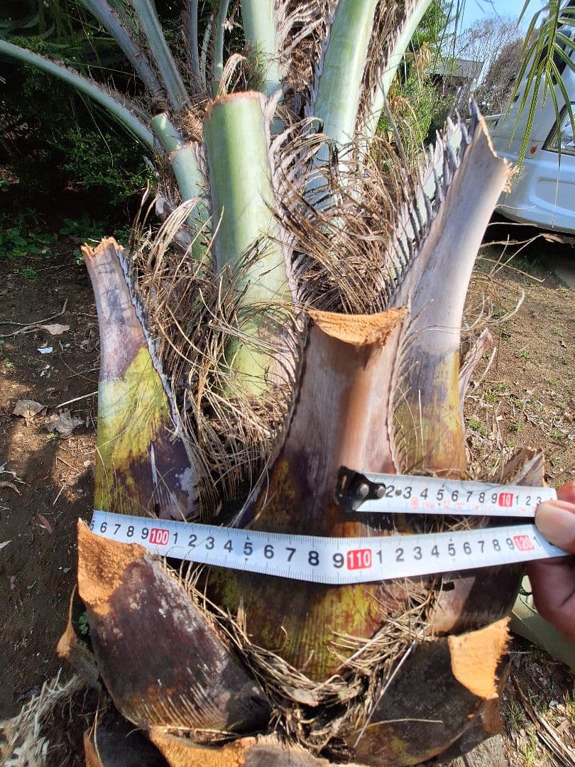 panda92様専用商品】ココスヤシ (302) シルバーリーフ 極太幹 - メルカリ