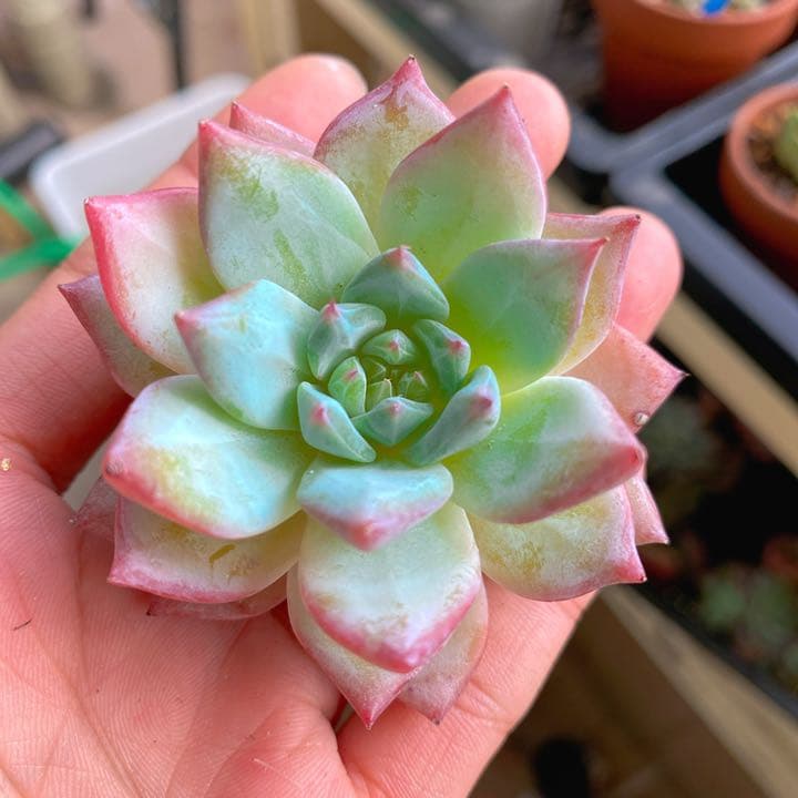 超美苗ブルーバード