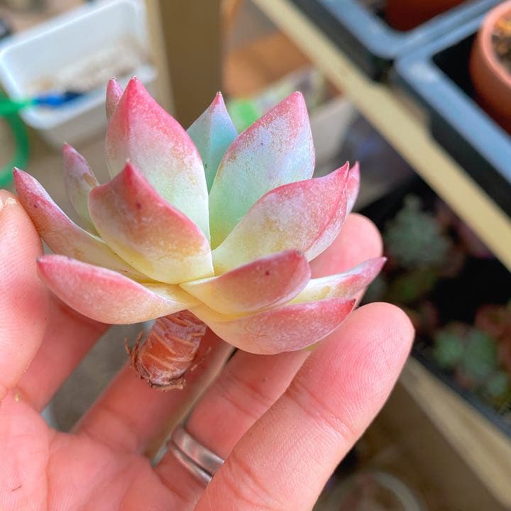 超美苗ブルーバード