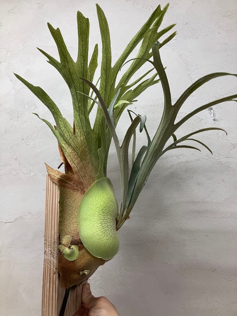 ビカクシダ　キヨヒメ　トキントキン　清姫　kiyohime 子株　コルク付け