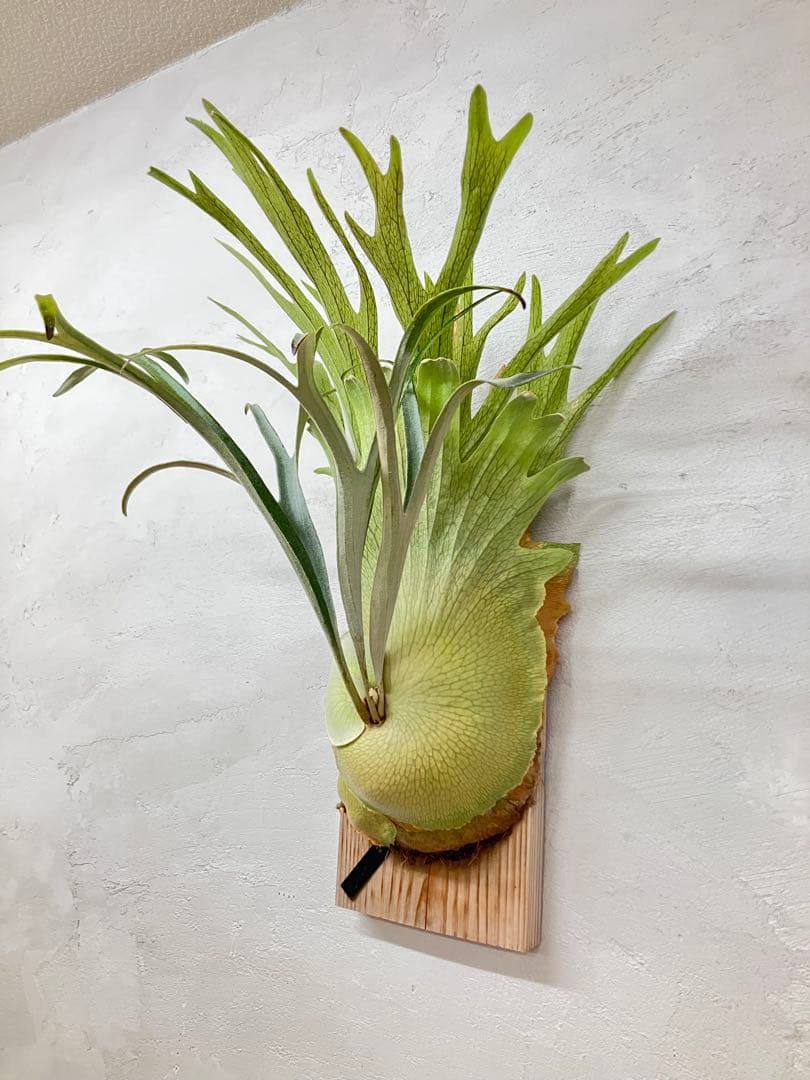 ビカクシダ　キヨヒメ　トキントキン　清姫　kiyohime 子株　コルク付け