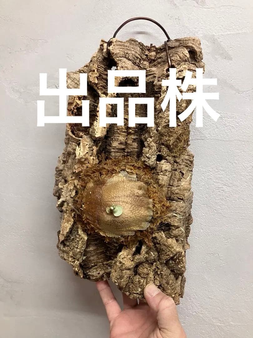 ビカクシダ　キヨヒメ　トキントキン　清姫　kiyohime 子株　コルク付け