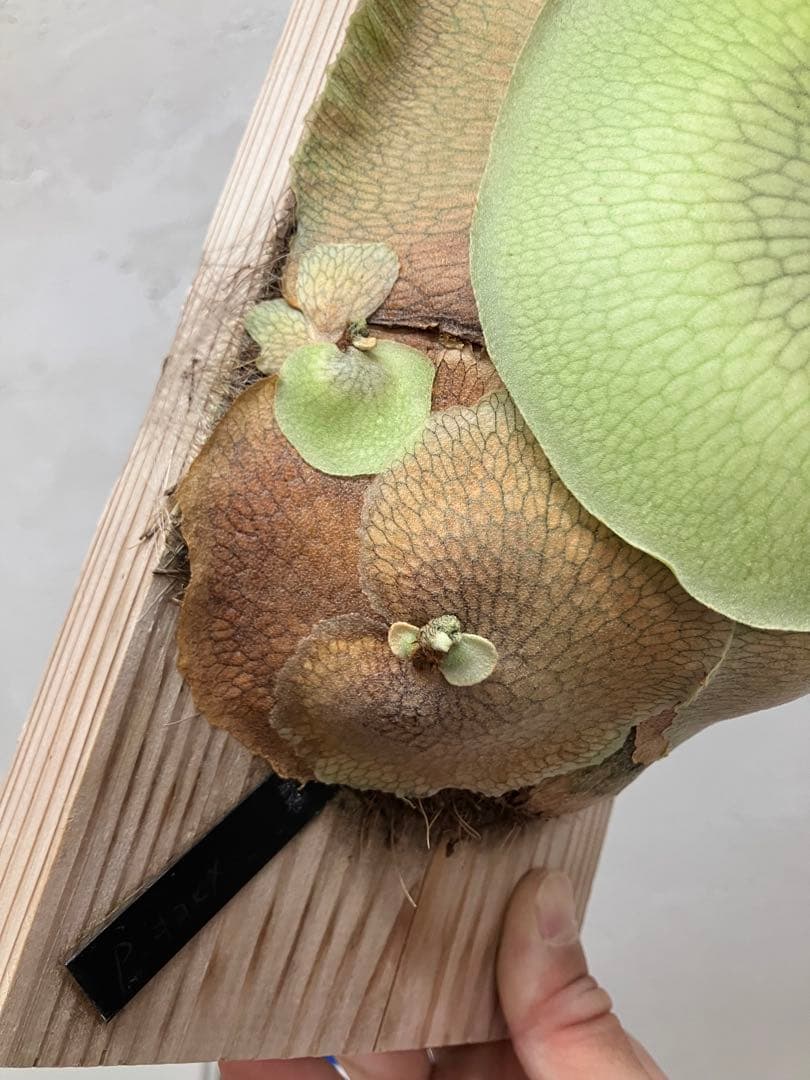 ビカクシダ　キヨヒメ　トキントキン　清姫　kiyohime 子株　コルク付け